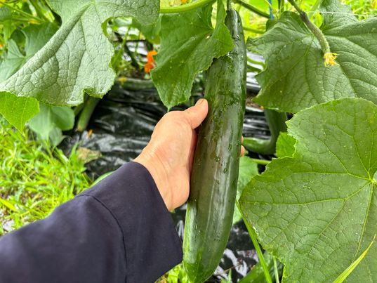 おにぎりマン農園のお野菜たくさんございます🥬～大阪　寝屋川　京阪米穀　ネオニコフリー～